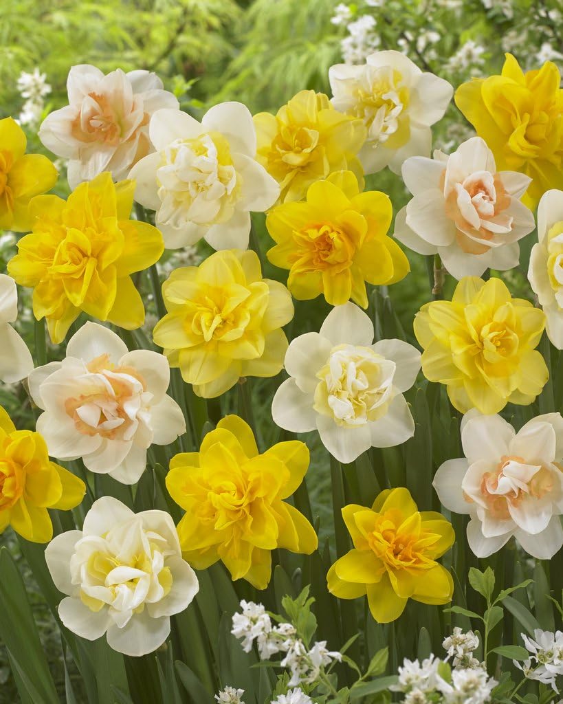 Double Daffodil Mix Flower Bulb (8-Pack)