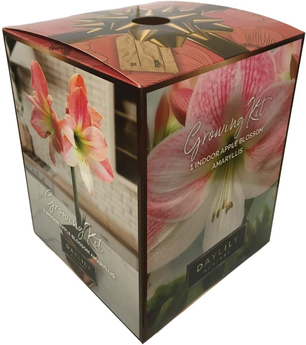 Amarylis Growing Bulb Kit
