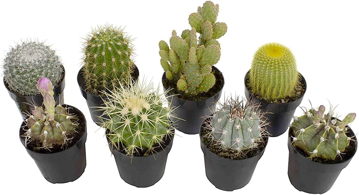 Cactus Plants Live Succulents (8 Pack)