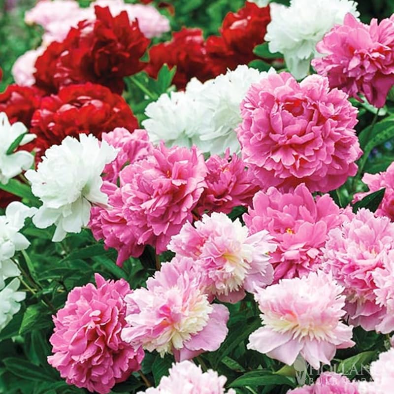 BARE ROOTSMixed Peony Jumbo Pack - 6 Paeonia Large Roots