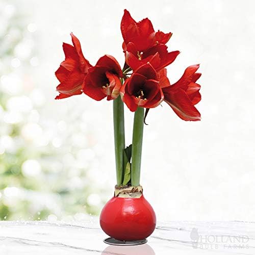Red Waxed Amarylis
