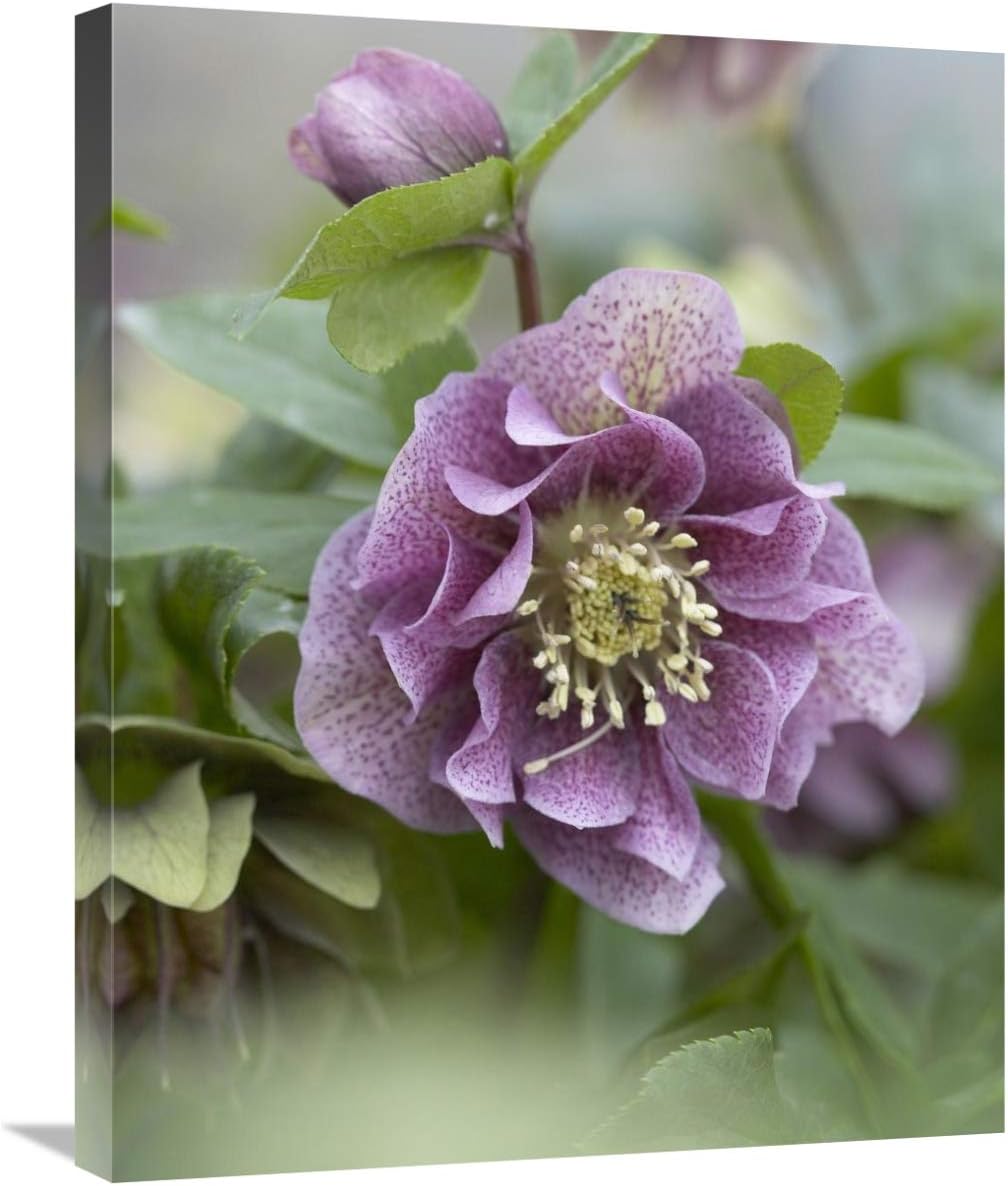 Canvas Hellebore Flower Wall Art