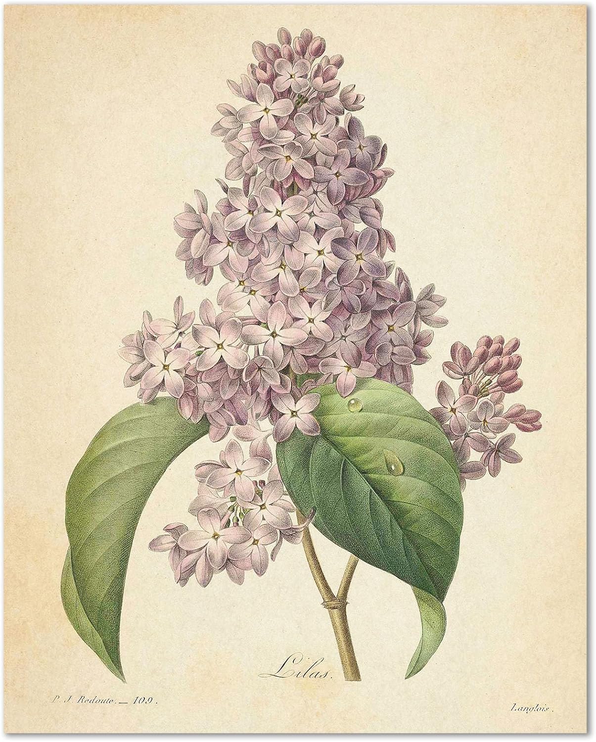 Lilac Flower Poster Print