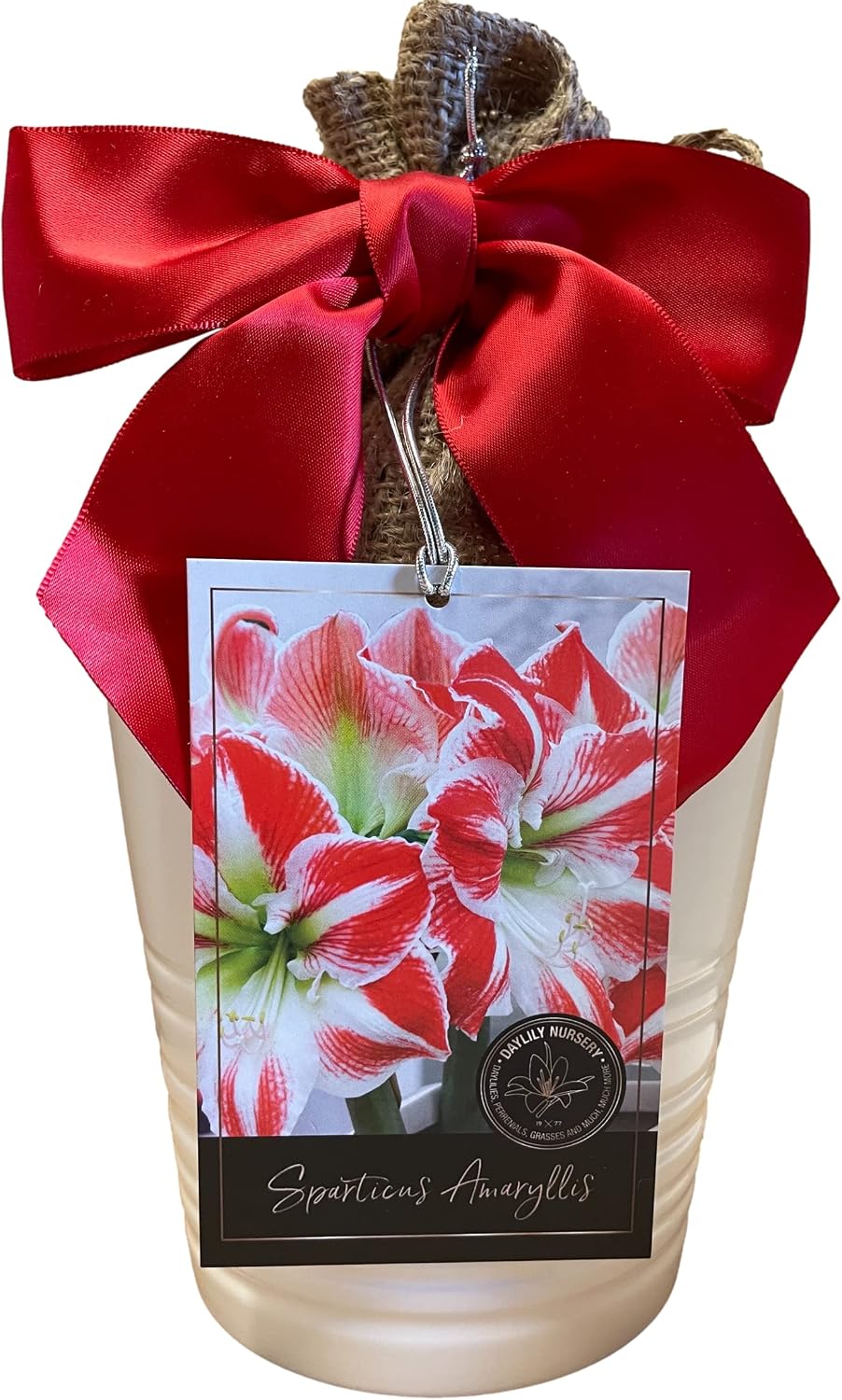 Red and White Amarylis Bulb Potted