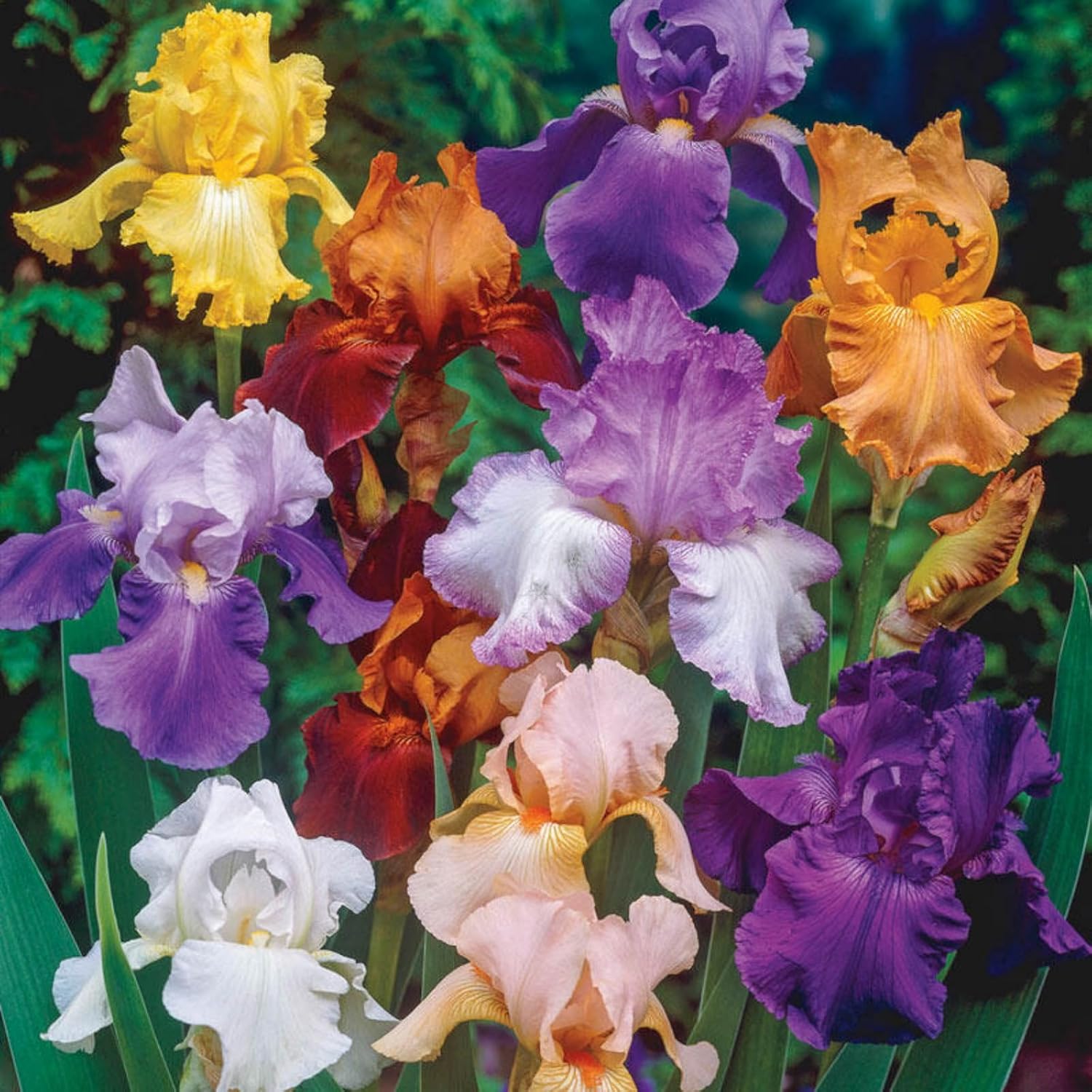 Beauty Mix Bearded Iris,Root