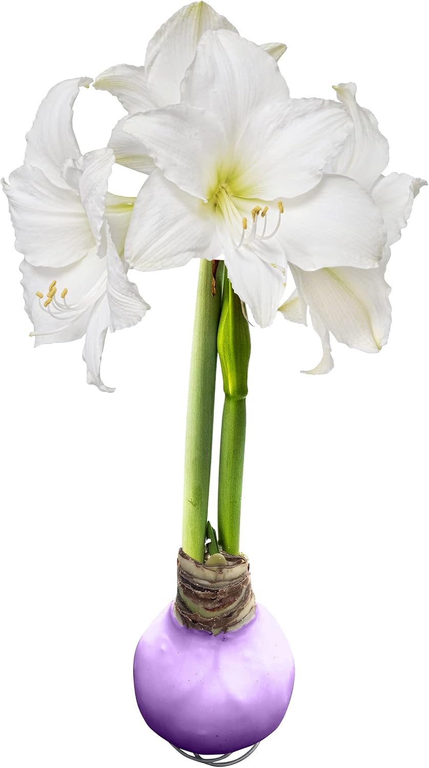 White Waxed Amarylis Bulb