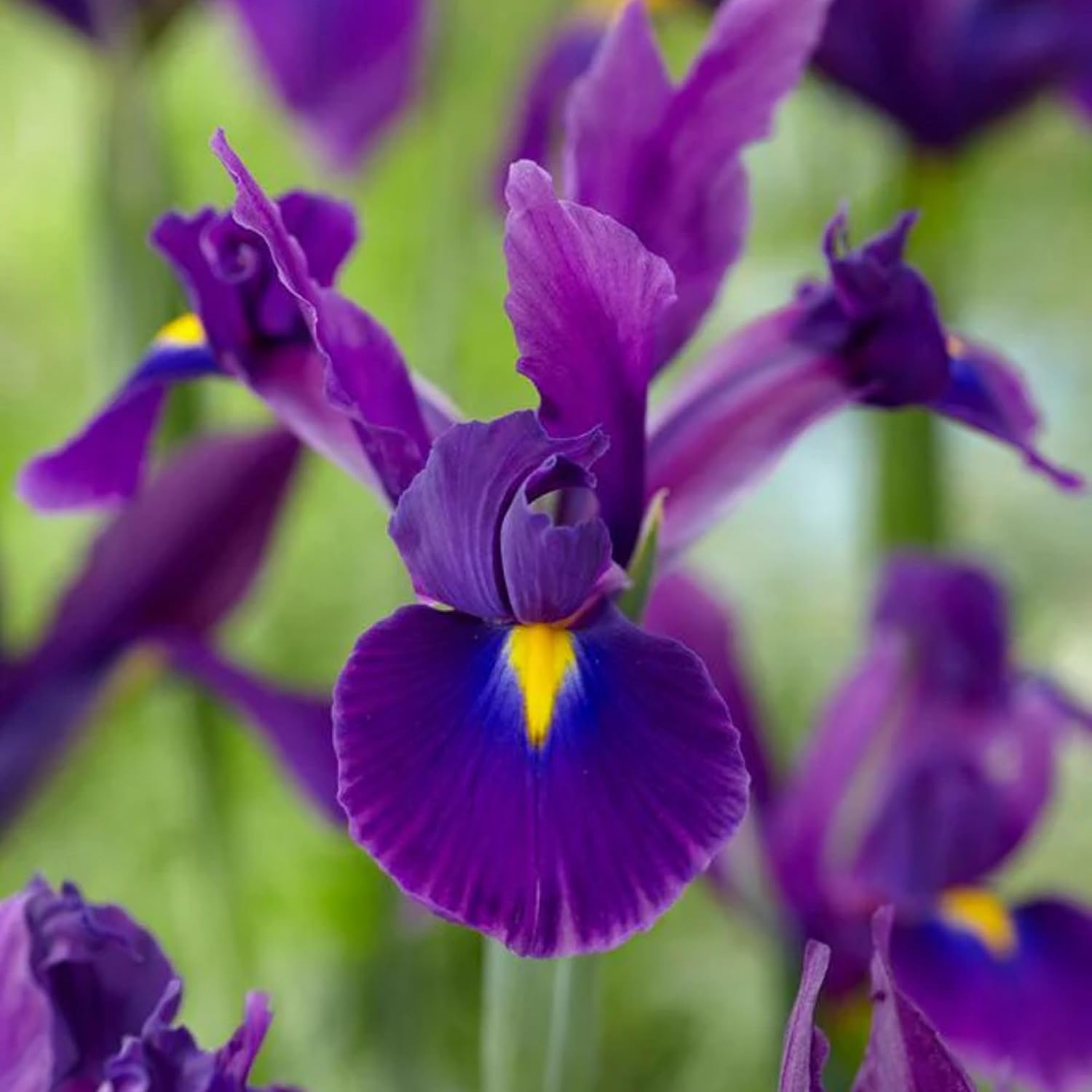 Dutch Iris ‘Valentine’ – Top-Size Bulbs for Fall Planting