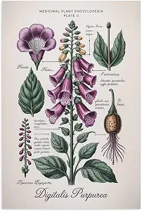 Foxglove Medicinal Plant Poster Print