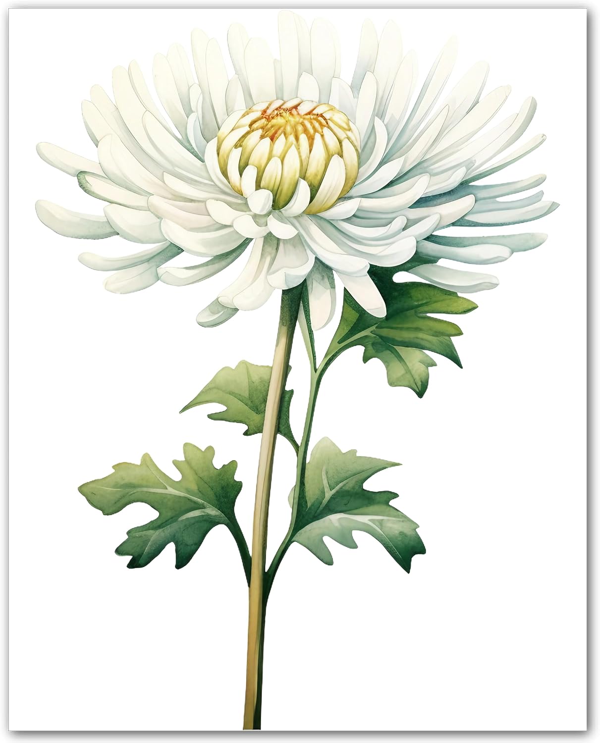 White Chrysanthemum Print