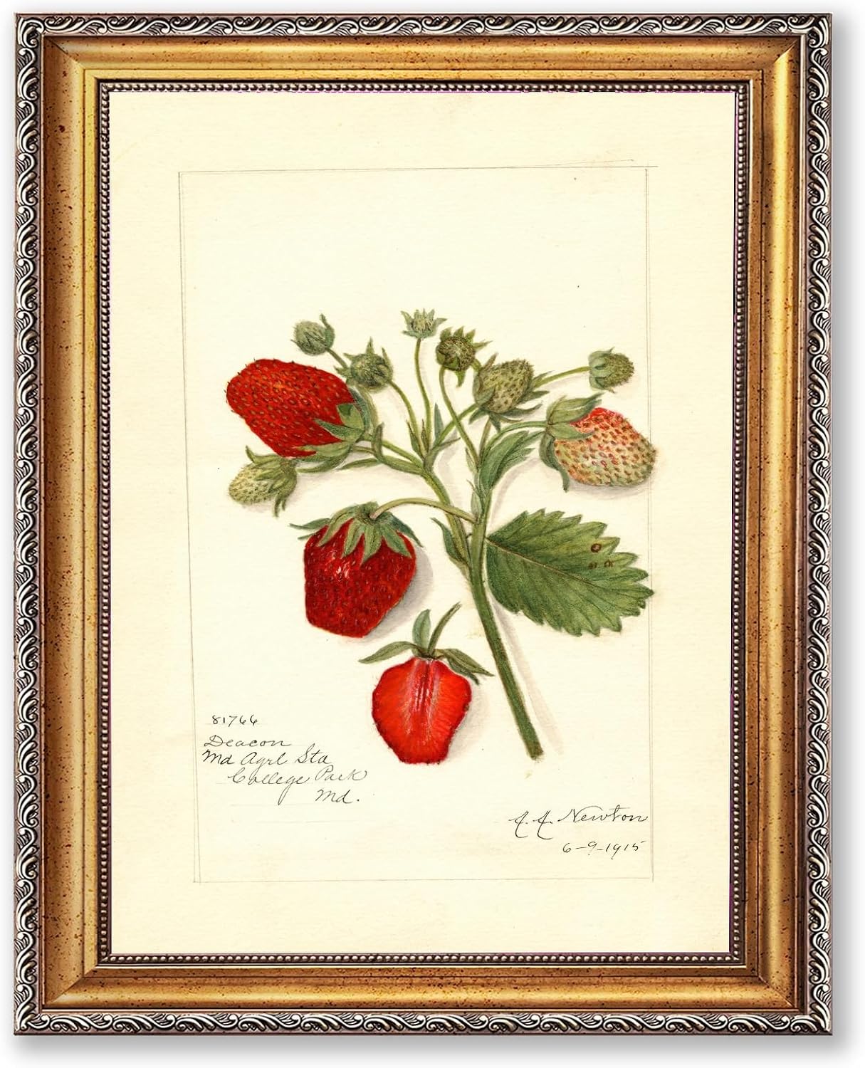 Framed Strawberry Wall Art