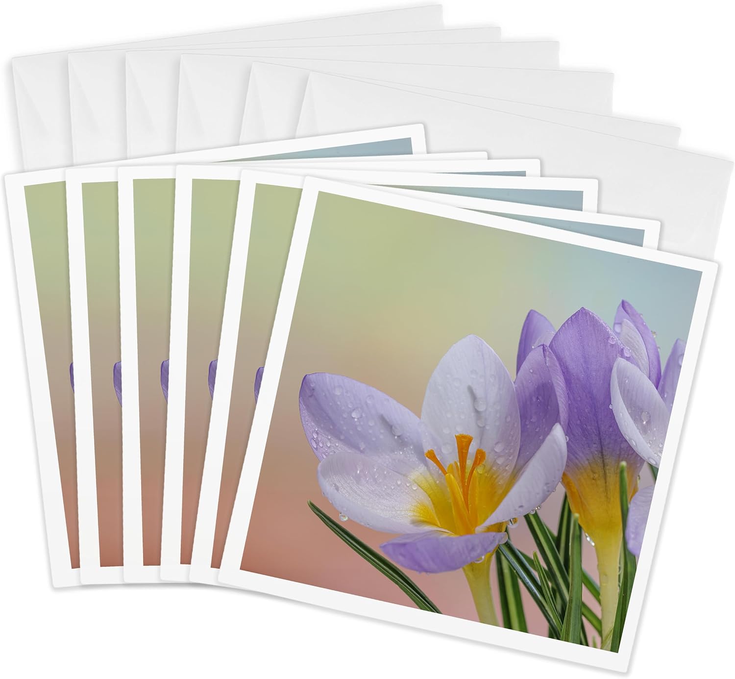 Flowering Crocus Greeting Cards (set of 6)