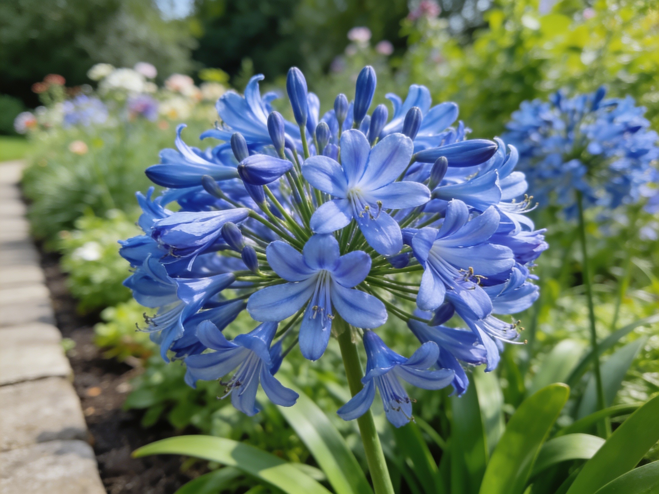Agapanthus Hero