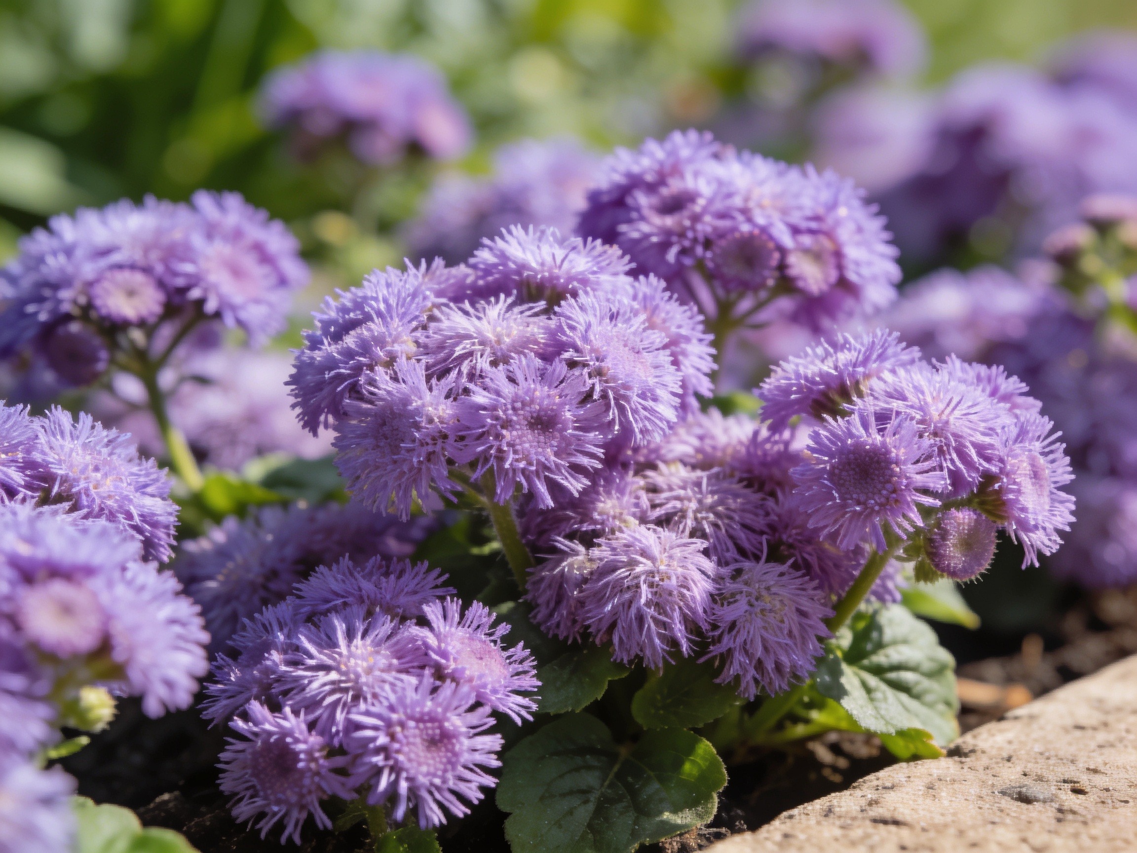 Ageratum Hero