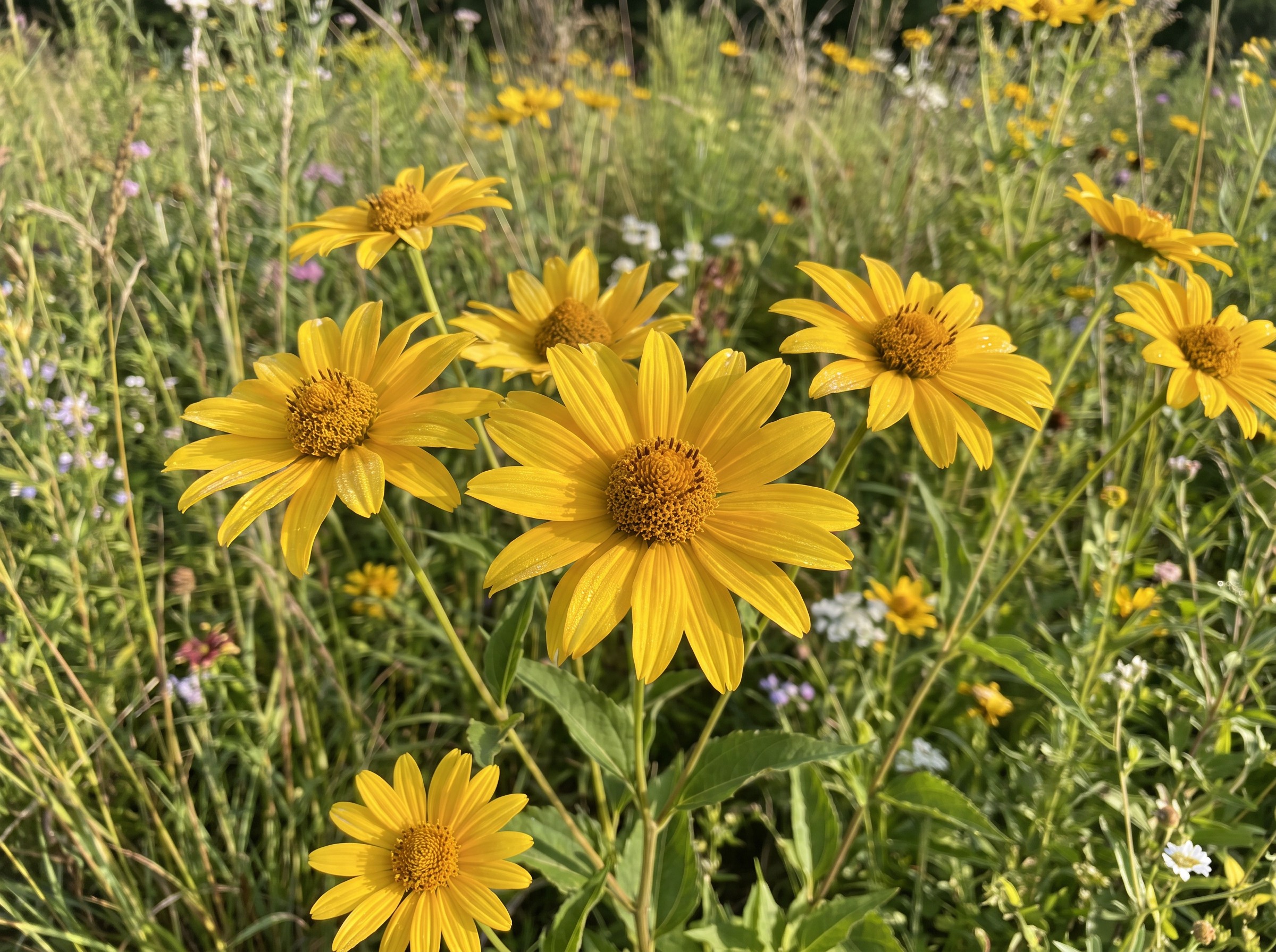 False Sunflower Hero