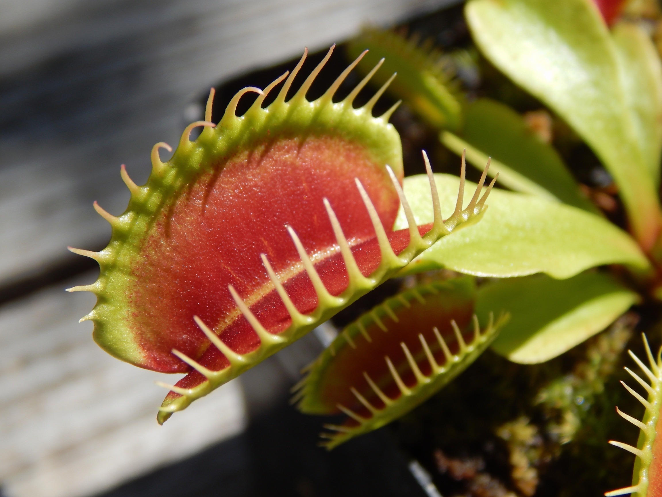Flytrap Hero
