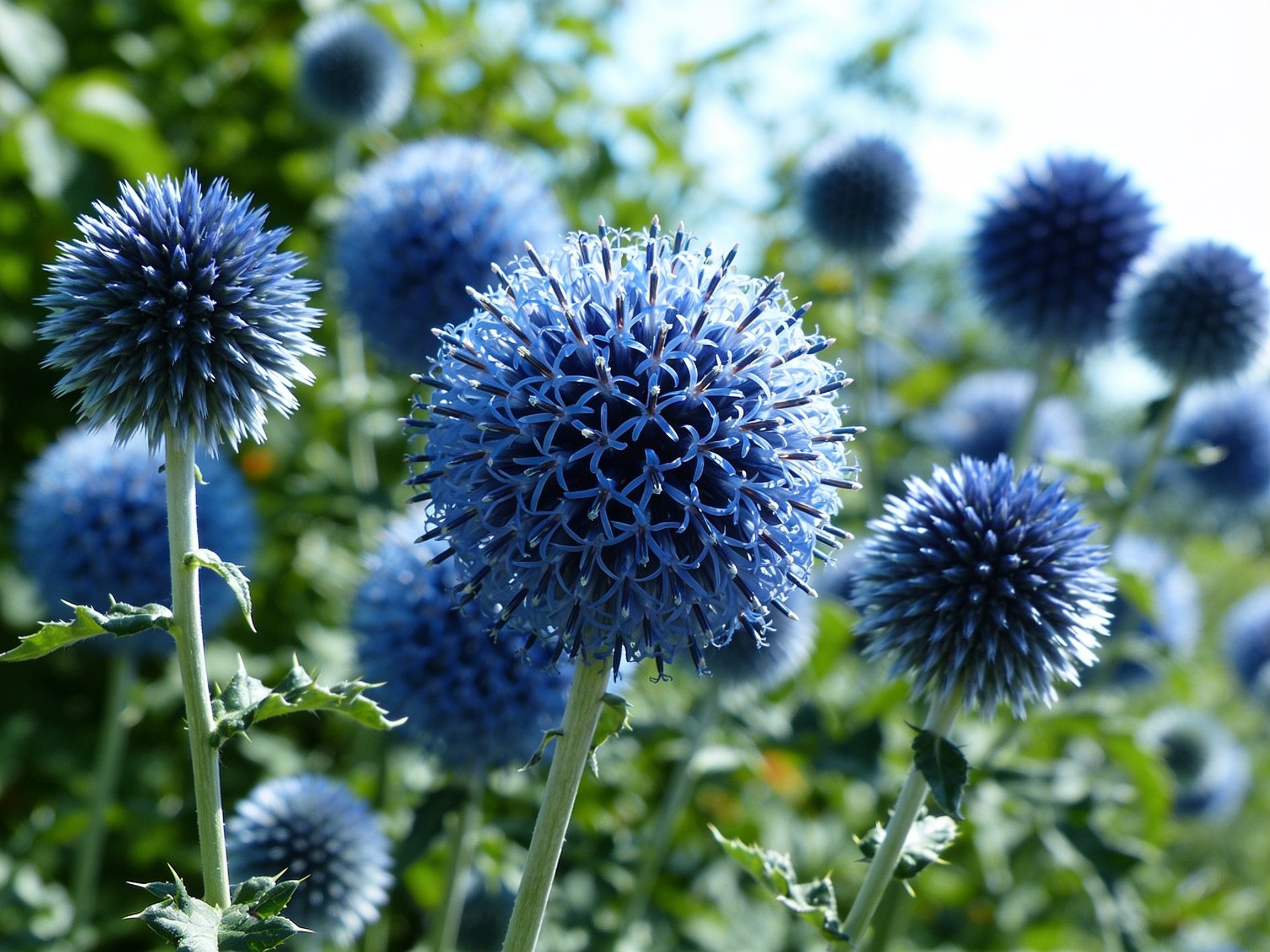 Globe Thistle Hero