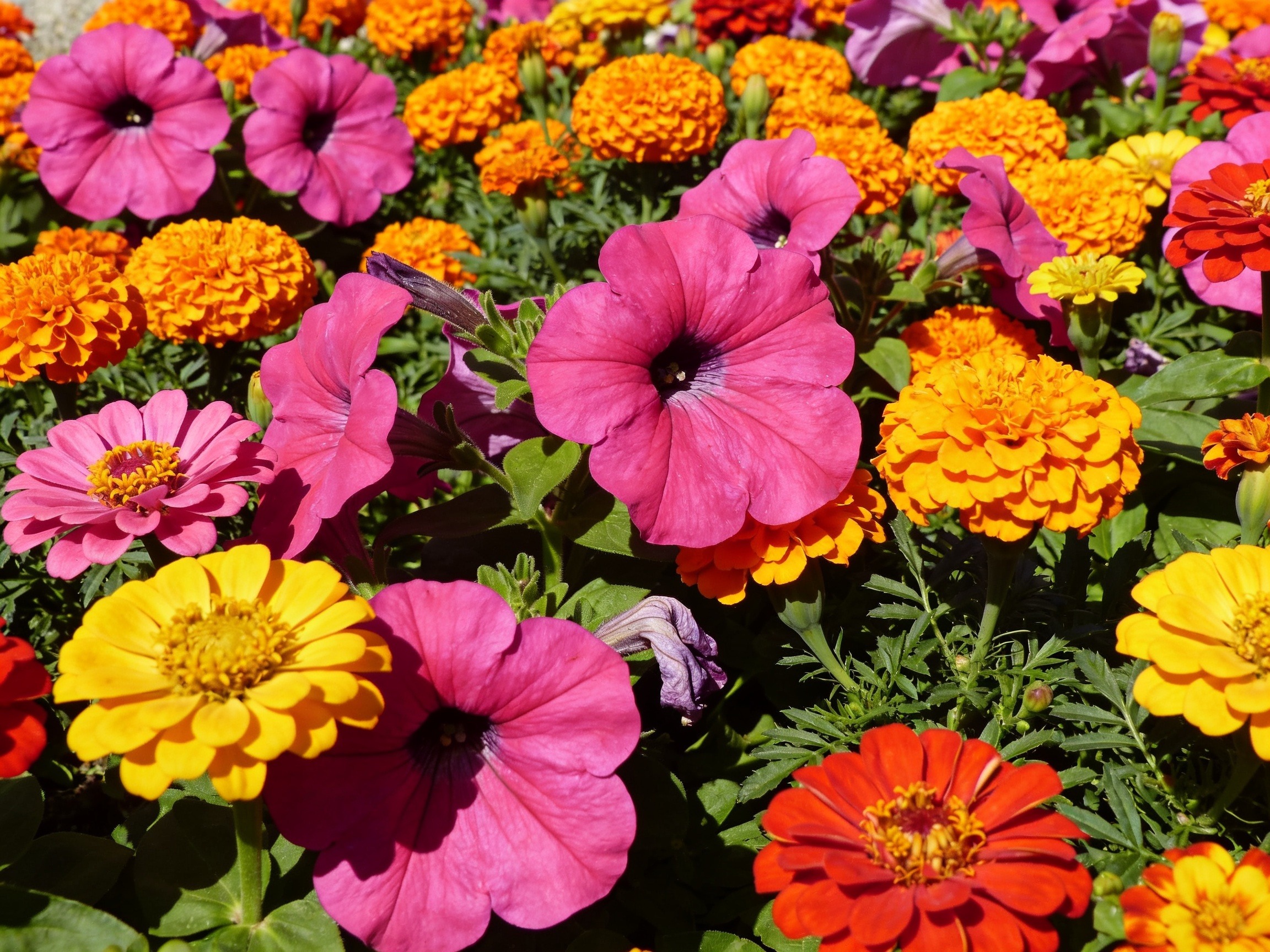 Annuals Hero