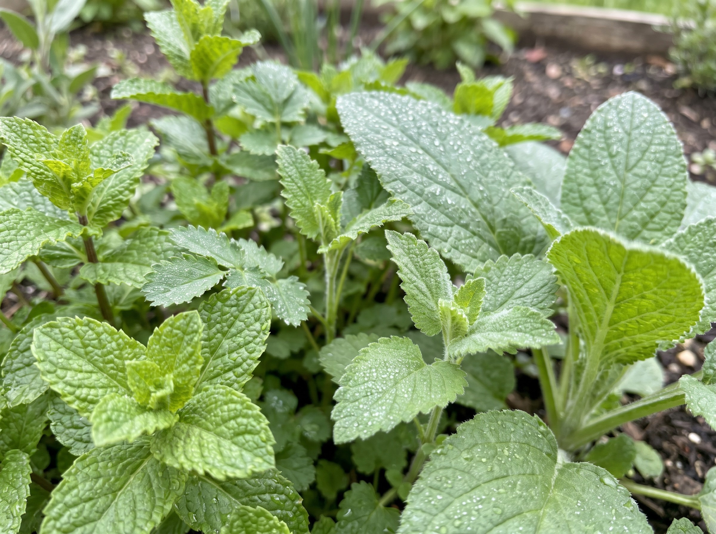 Borage plant with star-shaped blue flowers