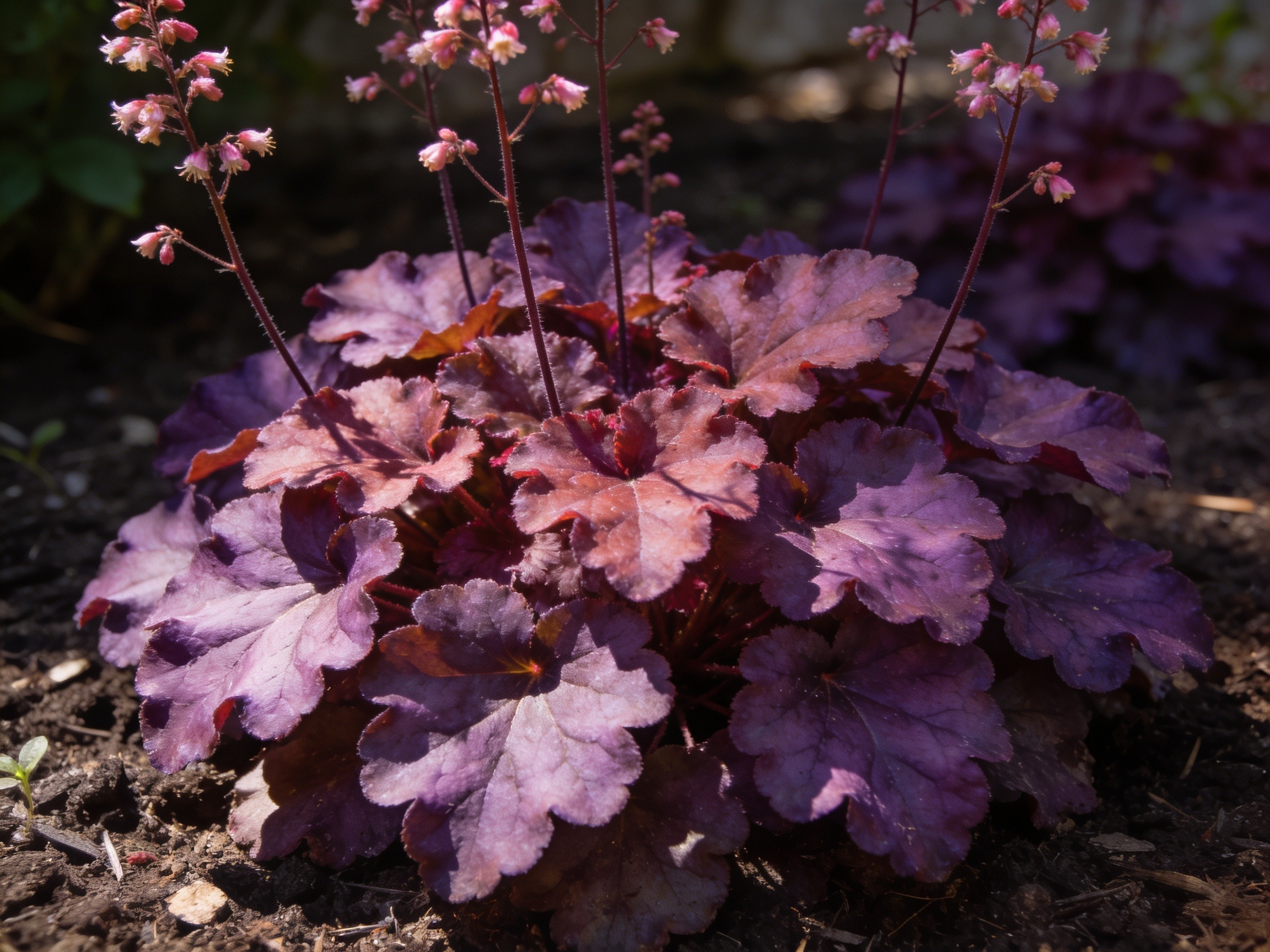 Heuchera Hero