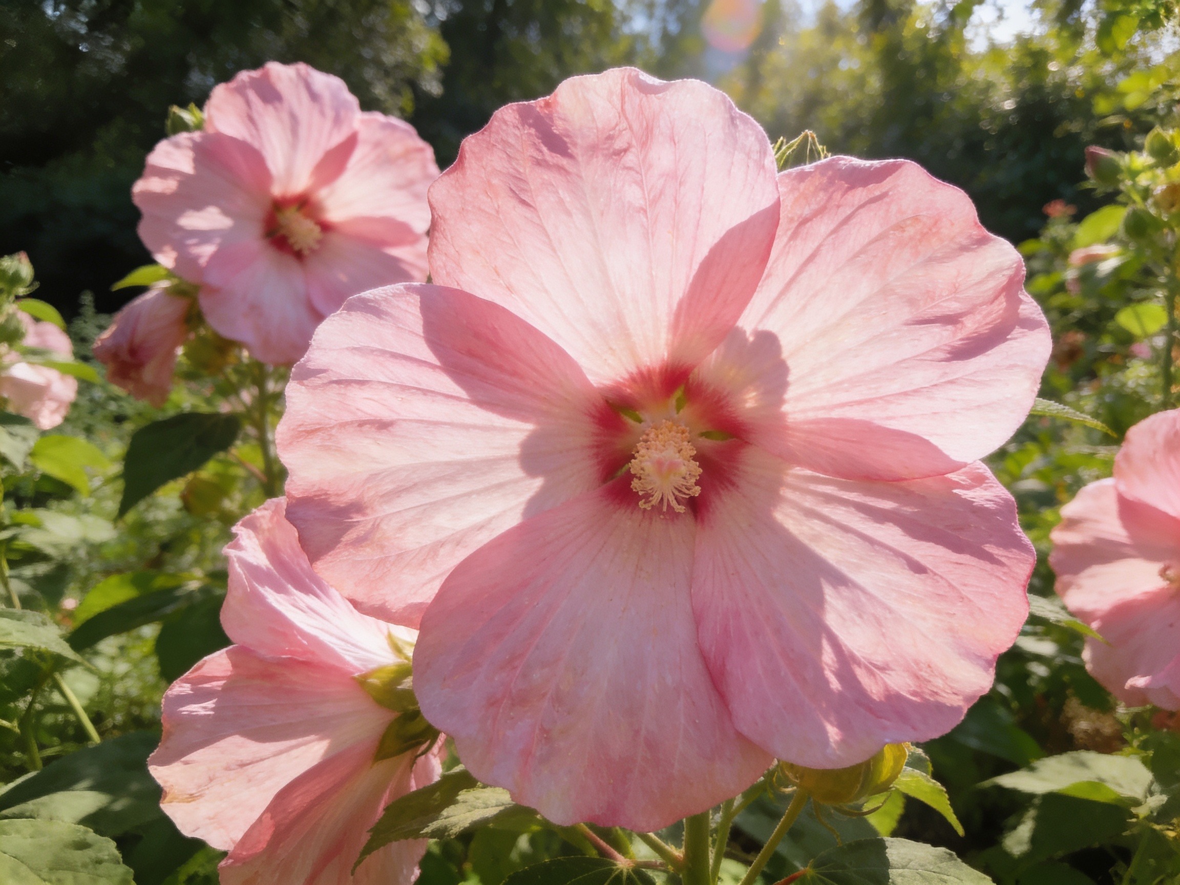 Hibiscus Color Hero