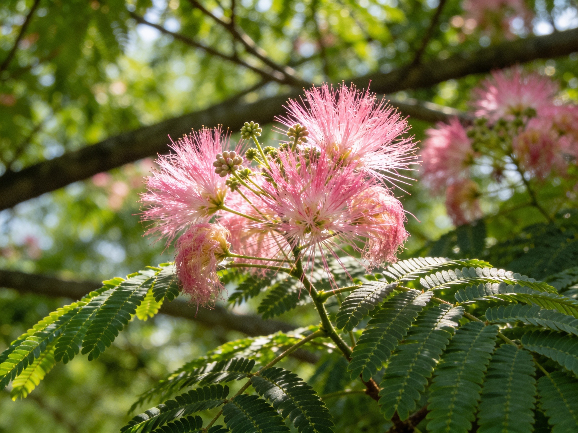 Mimosa Hero