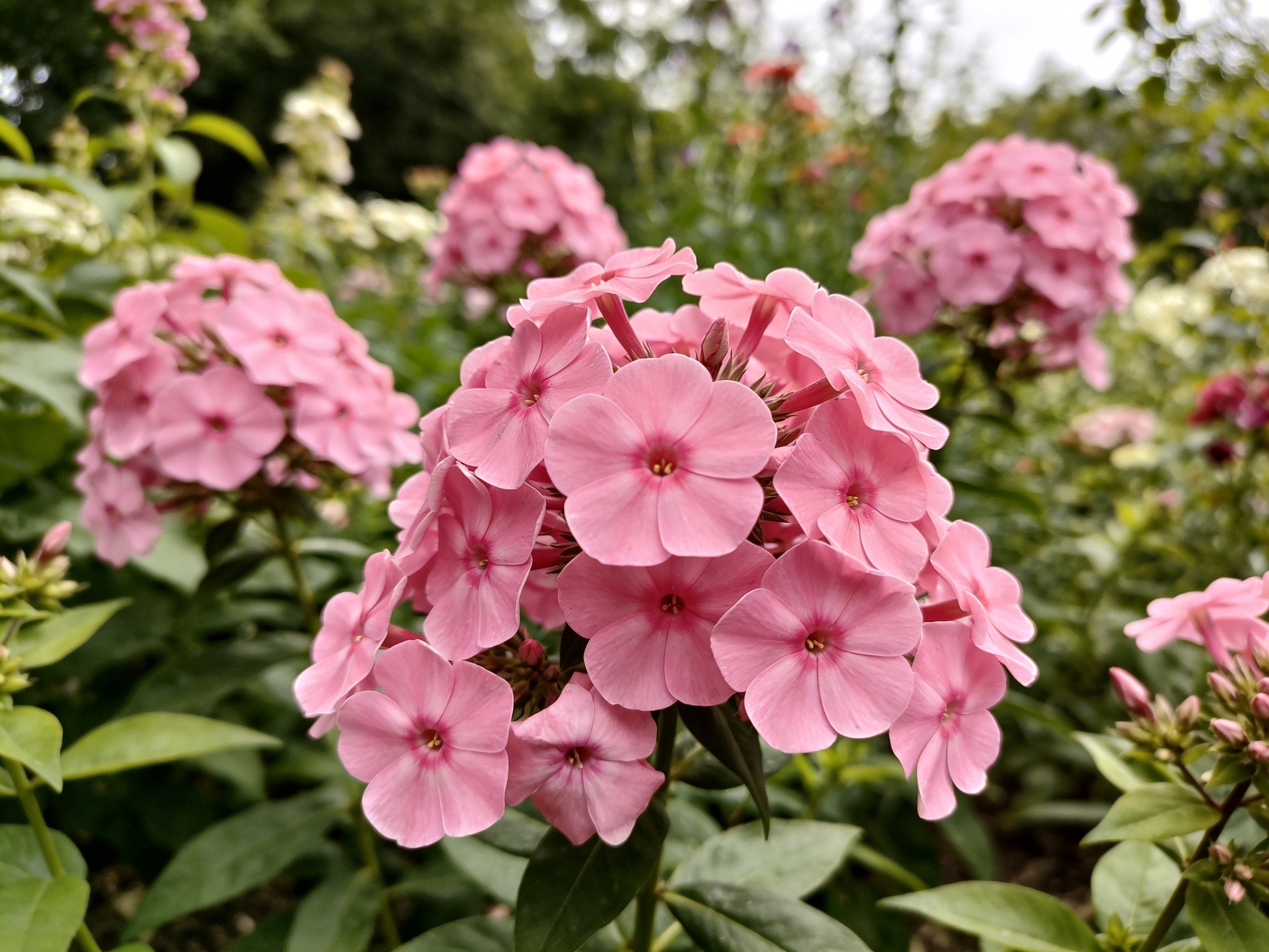 Phlox Hero