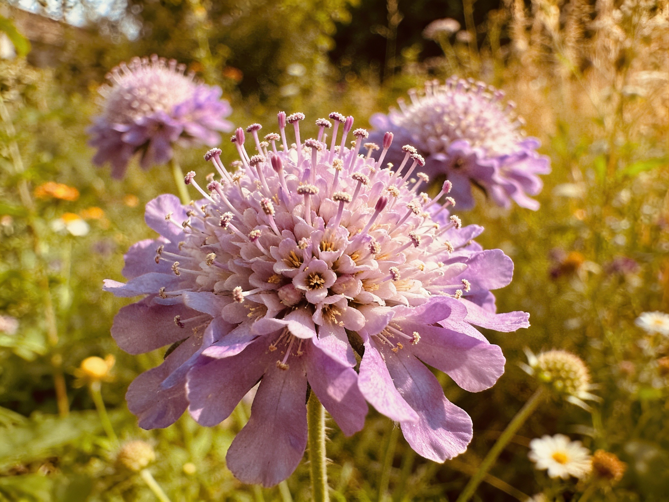 Pincushion Hero