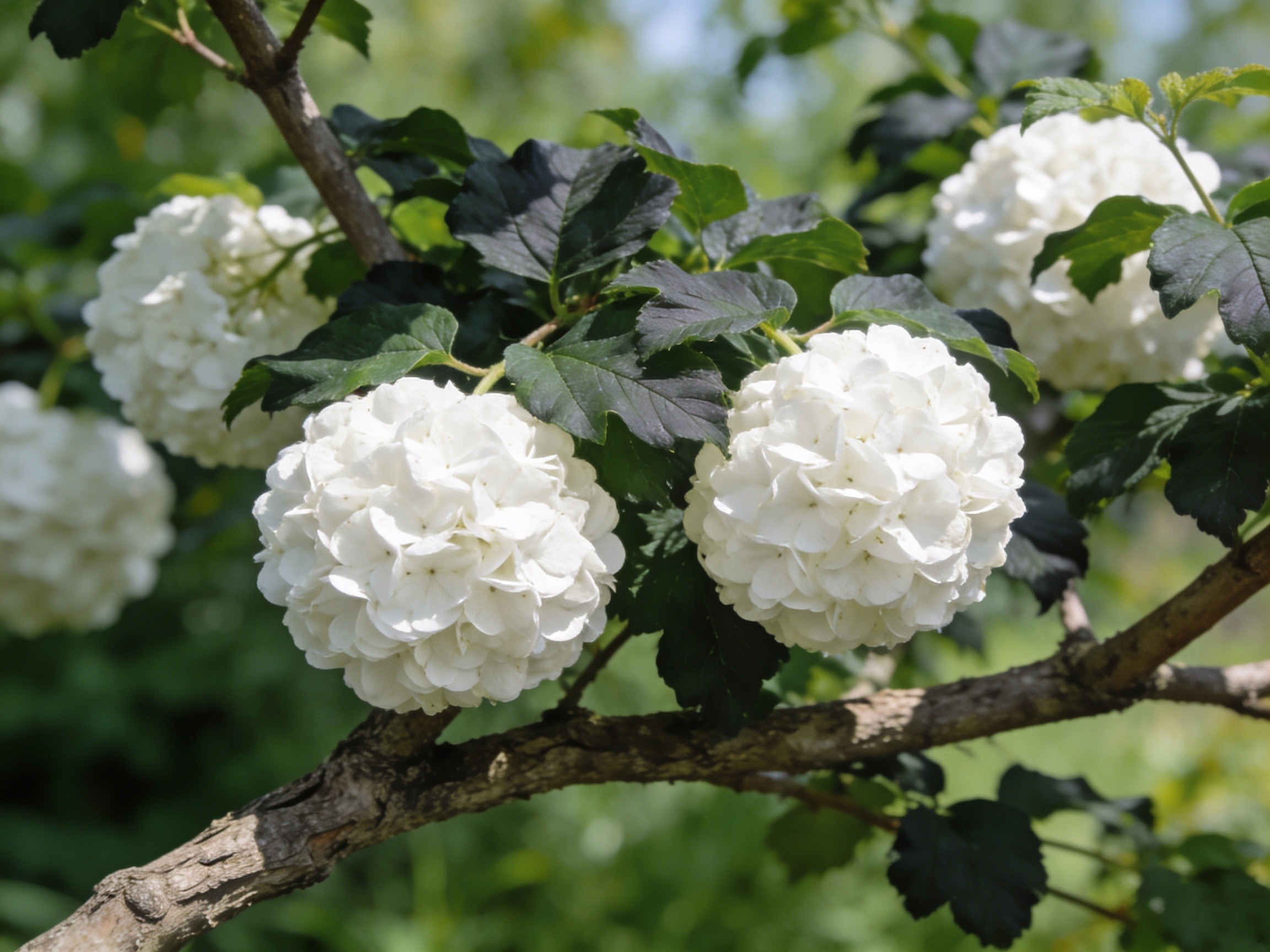 Snowball Bushes Hero