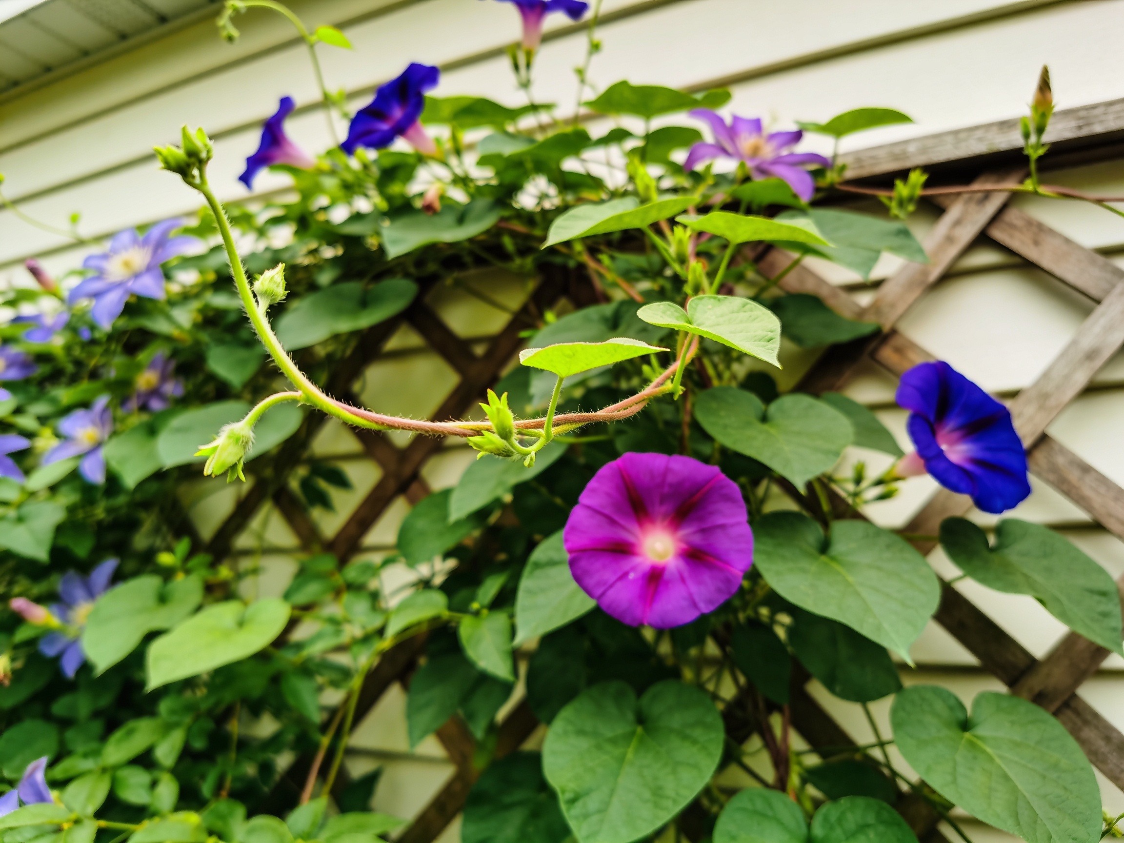 Vertical Garden Hero