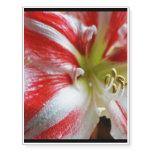 Candy Cane Amaryllis Temporary Tattoos