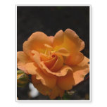 Orange Rose Bush Temporary Tattoos